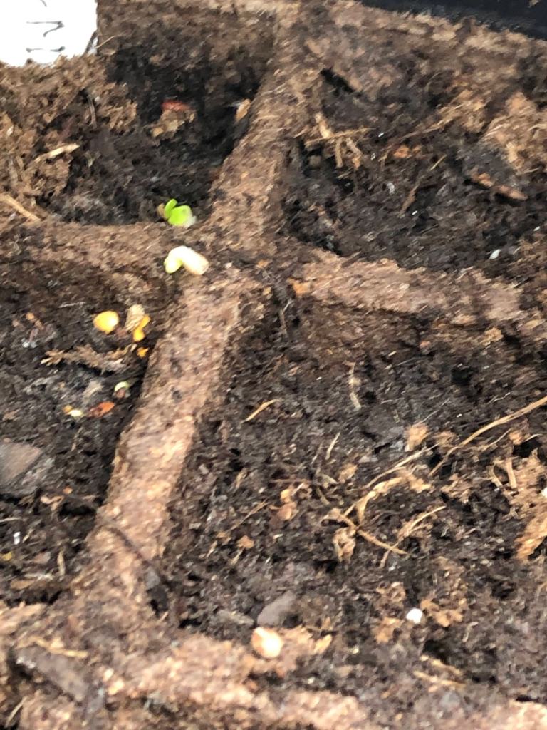 Indoor garden starting