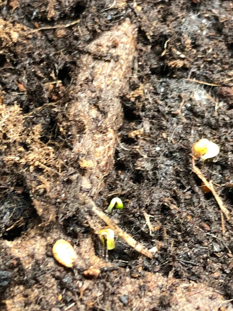 indoor garden less blurry