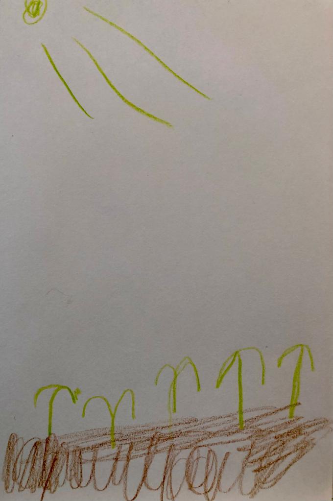 A child's picture of carrot sprouts