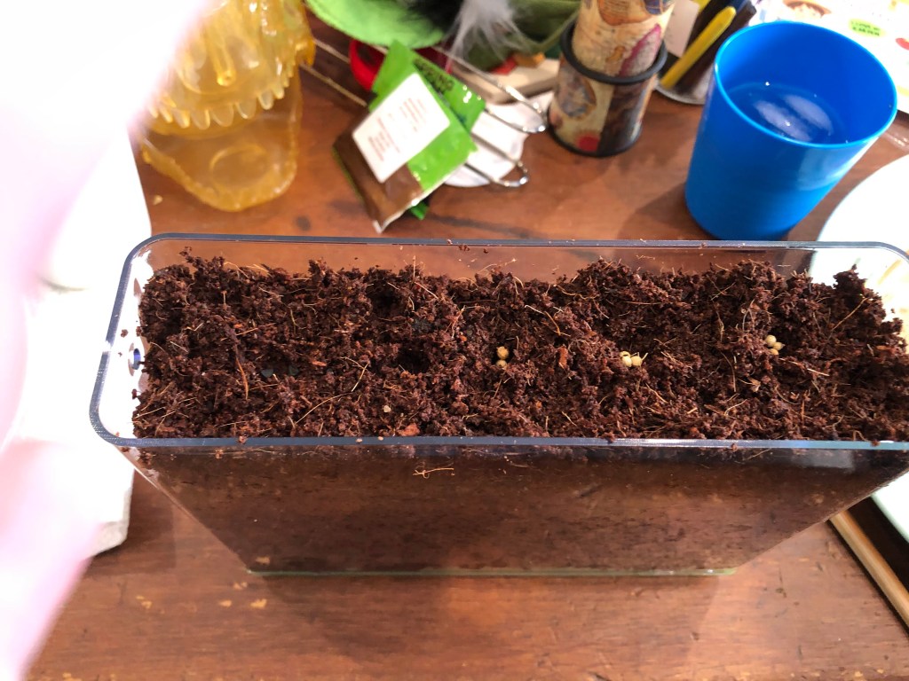 cilantro and green onion seeds