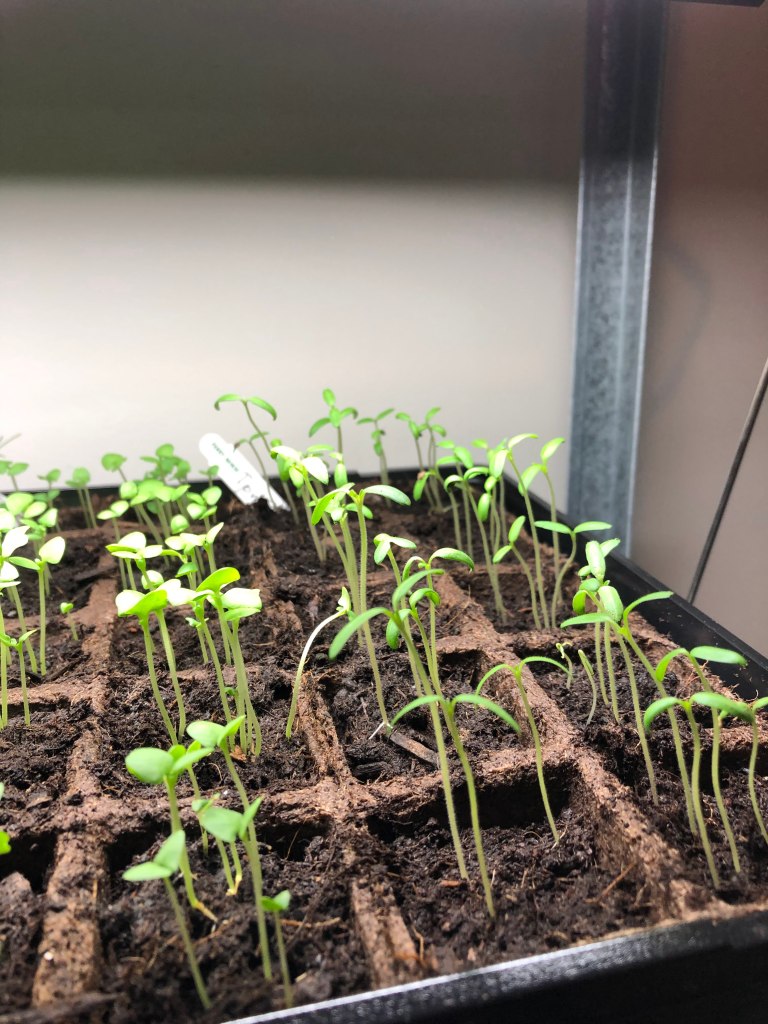 tomato and basil sprouts