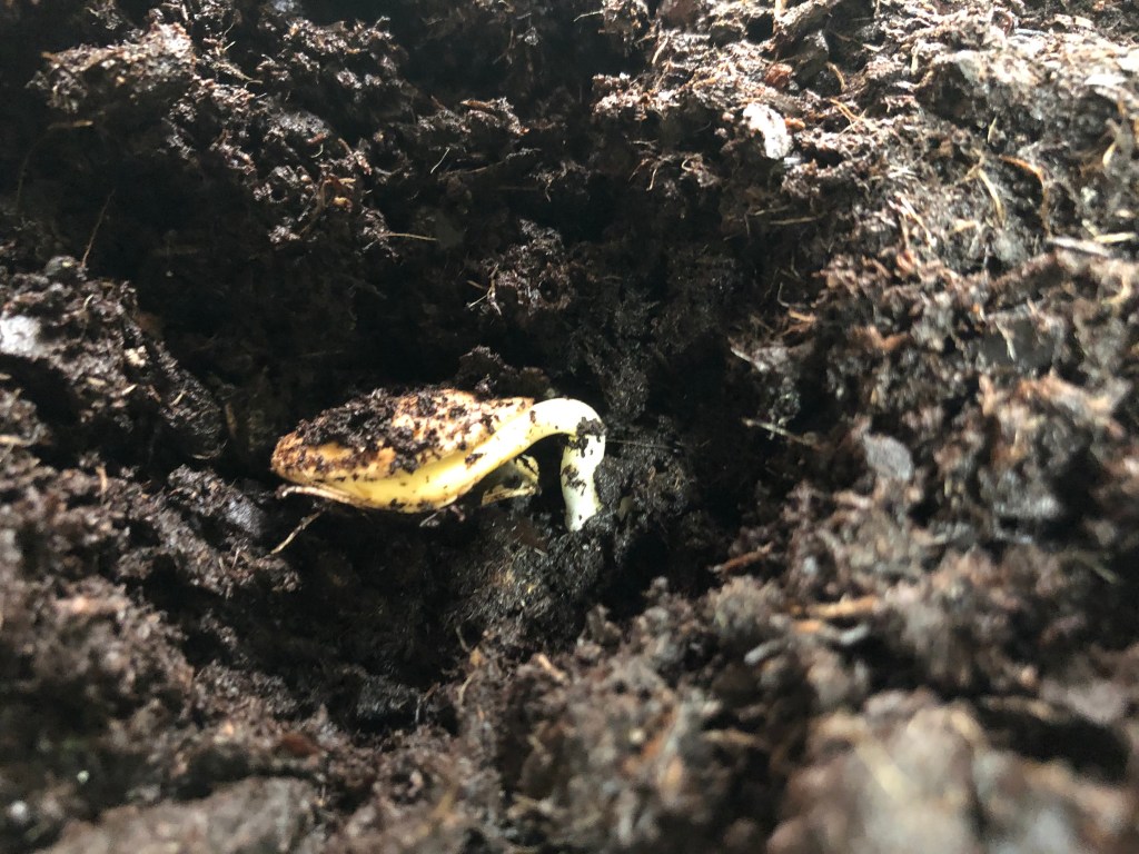 pumpkin seed sprouting