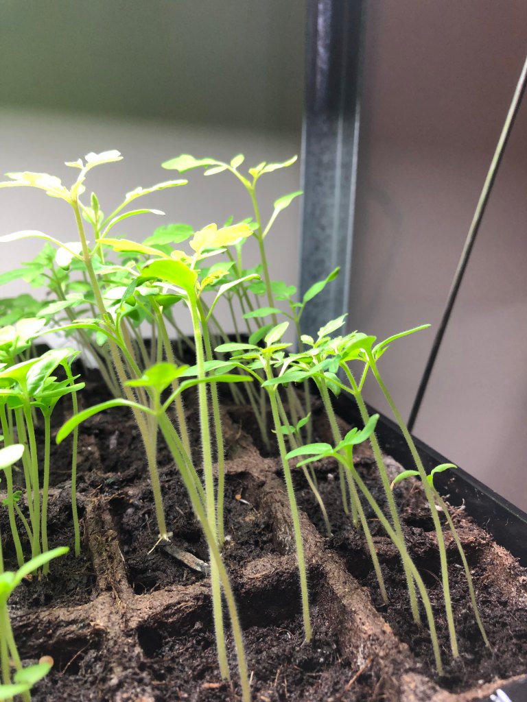 tomato sprouts