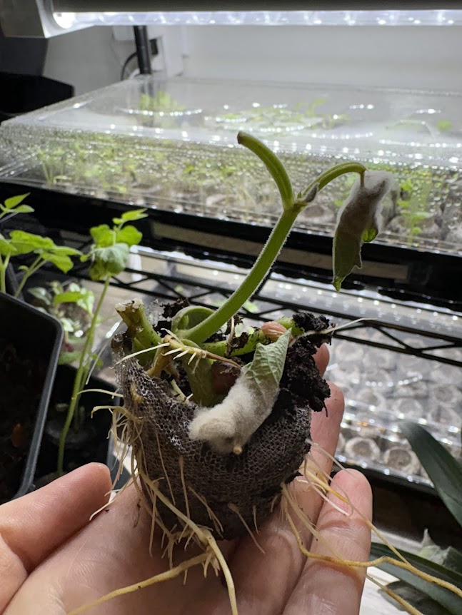 Weird malformed pea plant