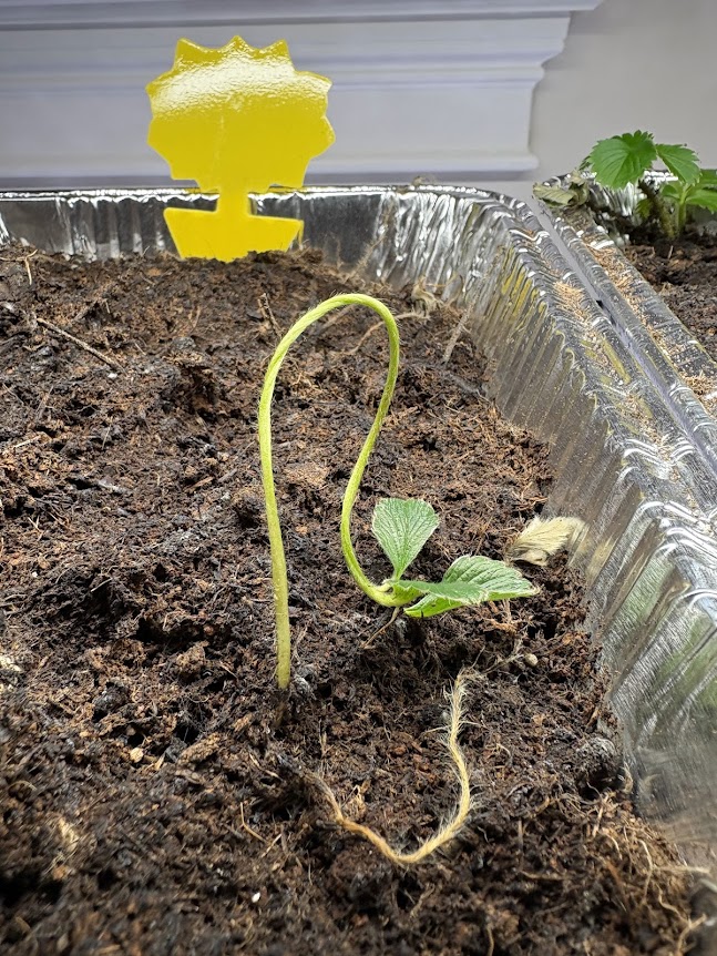 white strawberry plant