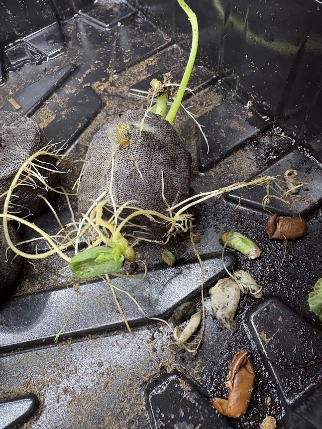 leaf growing from roots