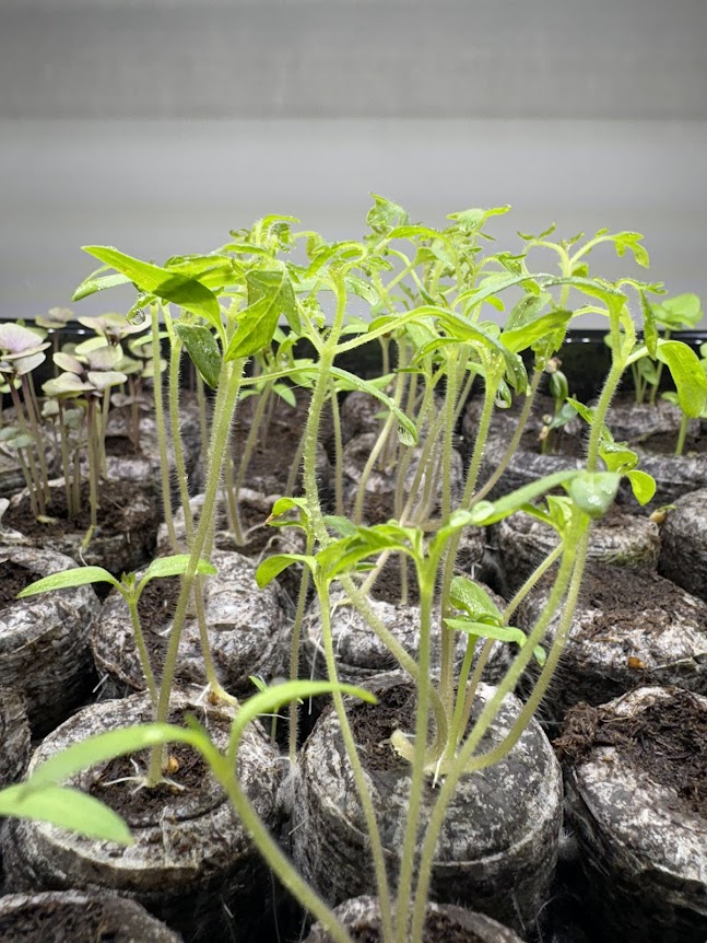 tomato seedlings