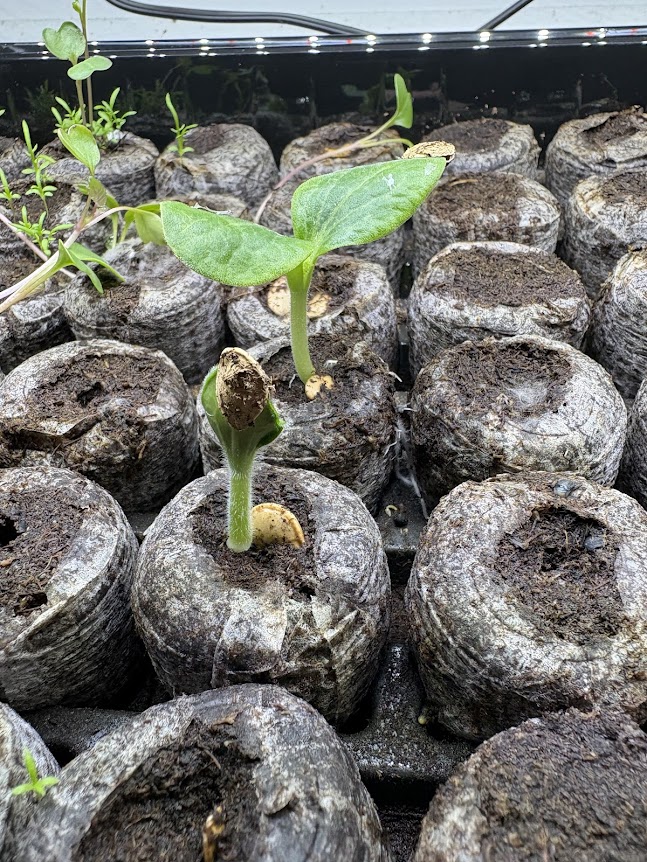 pumpkin sprout