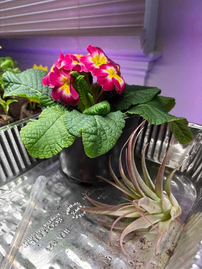 Flower and Air Plant