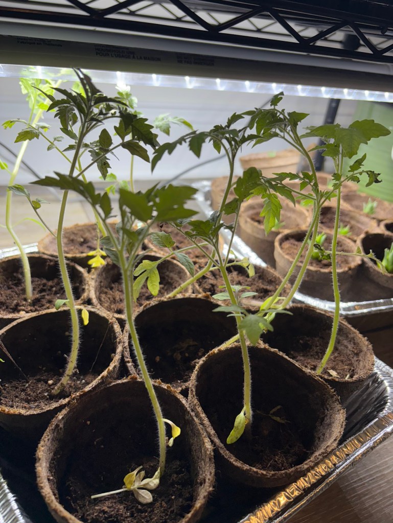 Tomato Plants