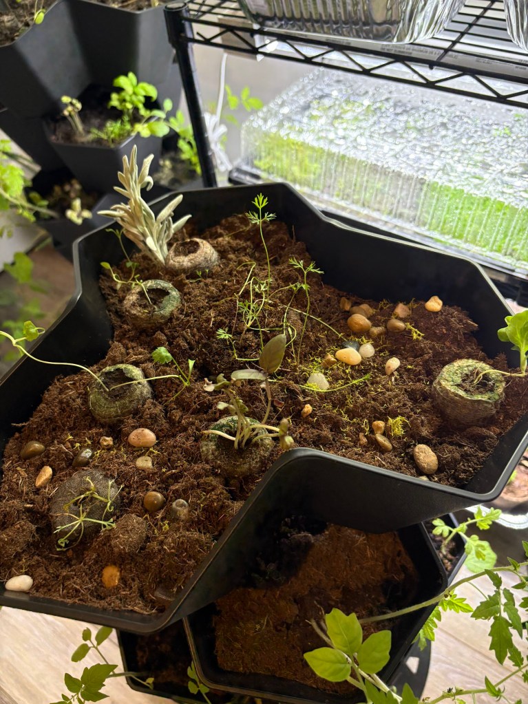 decorated herb garden