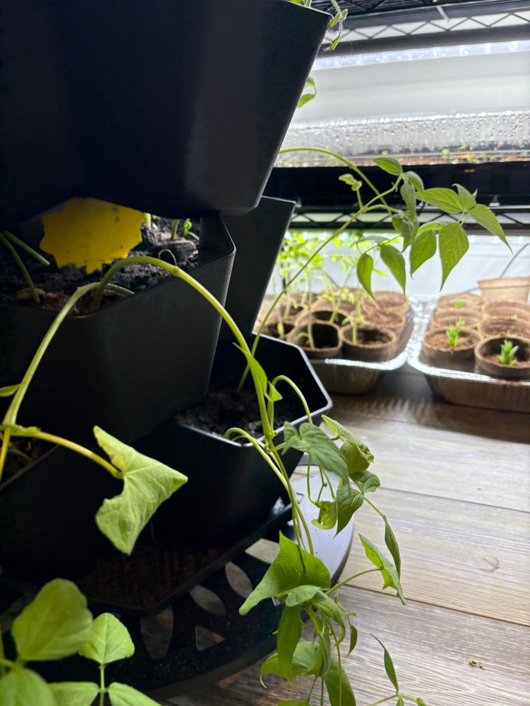 bean plants